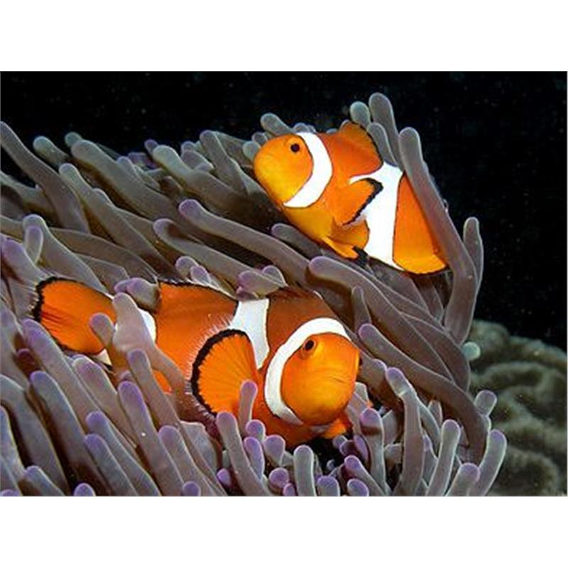 Amphiprion ocellaris (pestele Clown) - imagine 4